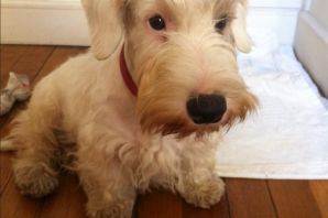 Силихем терьер