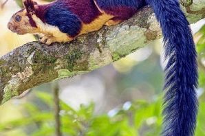 Животные индии