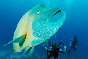 Рыбы египта