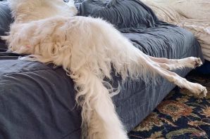 Длинная собака