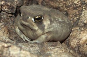 Смешная жаба