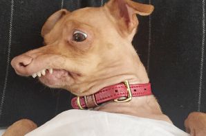 Усатая собака