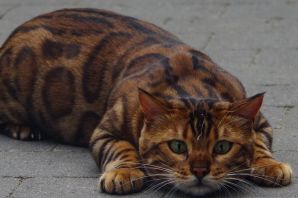 Тигровый табби