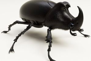 Жук вертячка