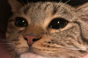 Плачущий котик