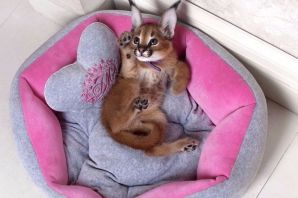 Котята рыси