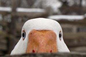 Стальной гусь