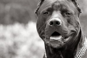 Амстафф черный