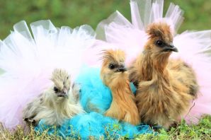 Смешная курица