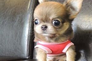 Мелкие собаки