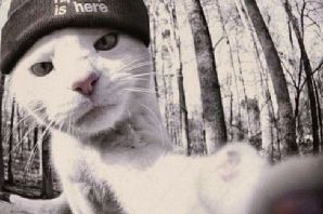 Кот в адидасе