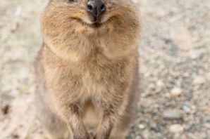 Квоки животное