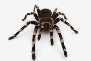 Садовый паук