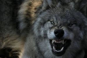 Волчий оскал