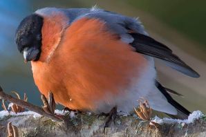 Жирная птица