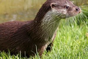 Выдра и ондатра