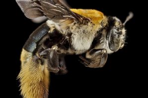 Шмель большой