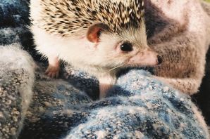 Красивый ежик