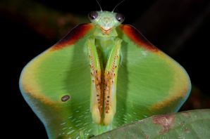 Морской богомол