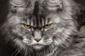 Мейн кун джокер