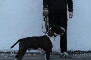 Баста собака