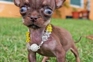 Чихуахуа серый