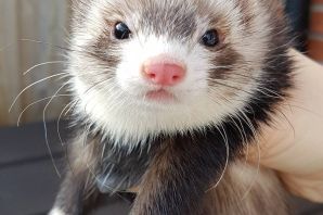 Хорек ангора