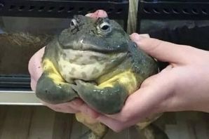 Лягушка качок