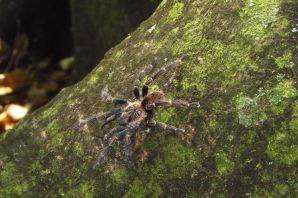 Лесной паук