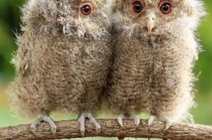 Маленькие совята