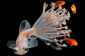 Комета рыба