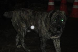 Тигровый алабай