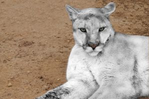 Пантера альбинос