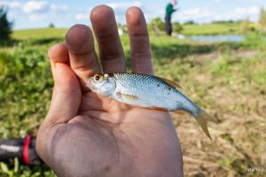 Верхоплавка рыба