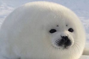 Маленький тюлень