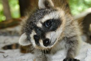 Маленький енотик