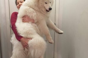 Медведь и собака