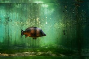 Зеркальный карась