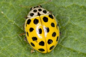 Черно желтый жук