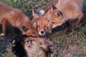 Виды лисиц
