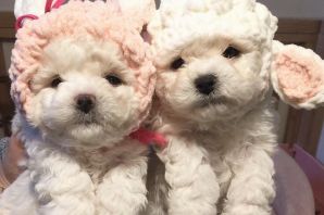 Голден пудель