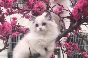 Кошка эстетика