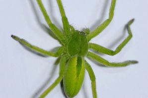 Паук в винограде