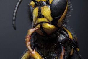 Восточный шершень