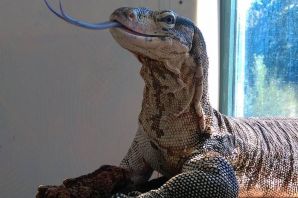 Белогорлый варан