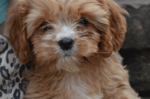 Кокапу порода