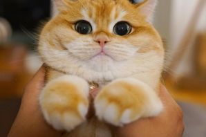 Щекастый кот