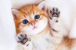 Маленькая кошка