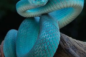 Древесная змея