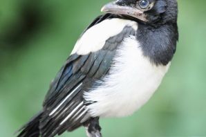 Птенец сороки